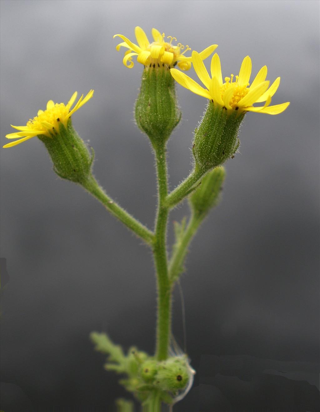 Senecio viscosus (door Bert Verbruggen)