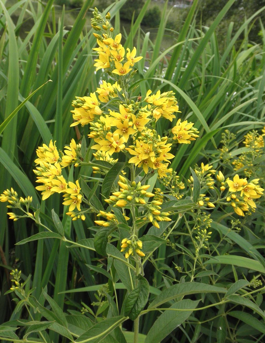 Lysimachia vulgaris (door Bert Verbruggen)