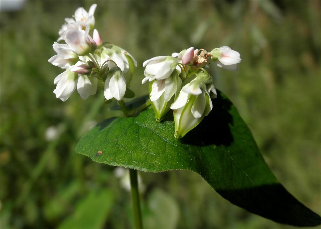 Fagopyrum esculentum (door Bert Verbruggen)