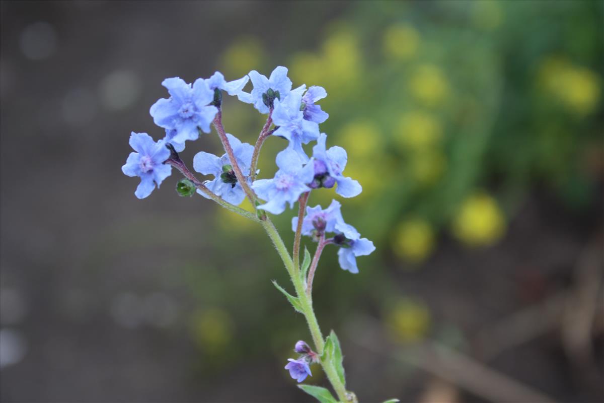 Cynoglossum amabile (door Toon Verrijdt)