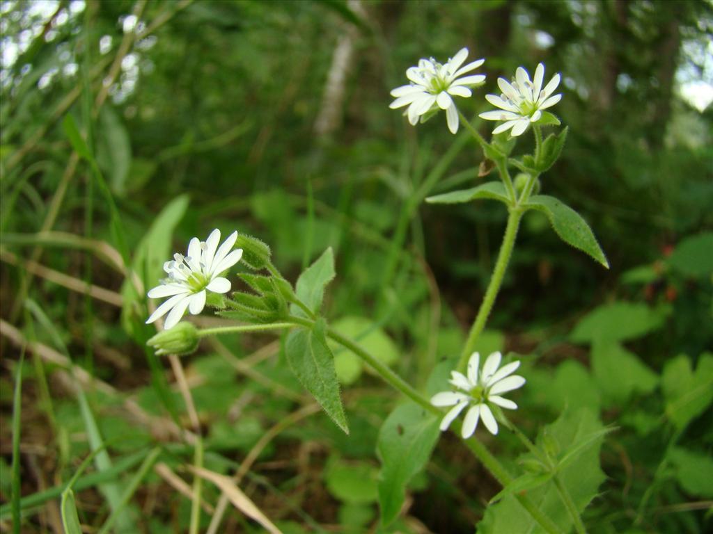 Stellaria aquatica (door Joop Verburg)