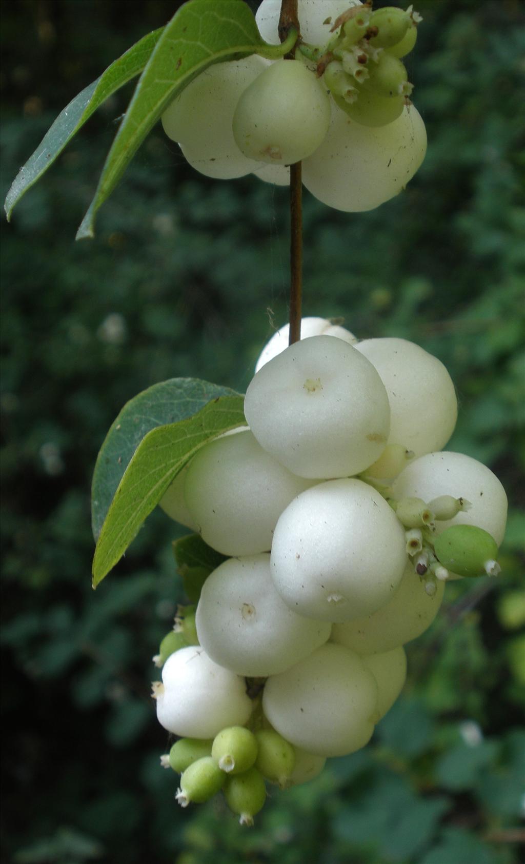 Symphoricarpos albus (door Bert Verbruggen)