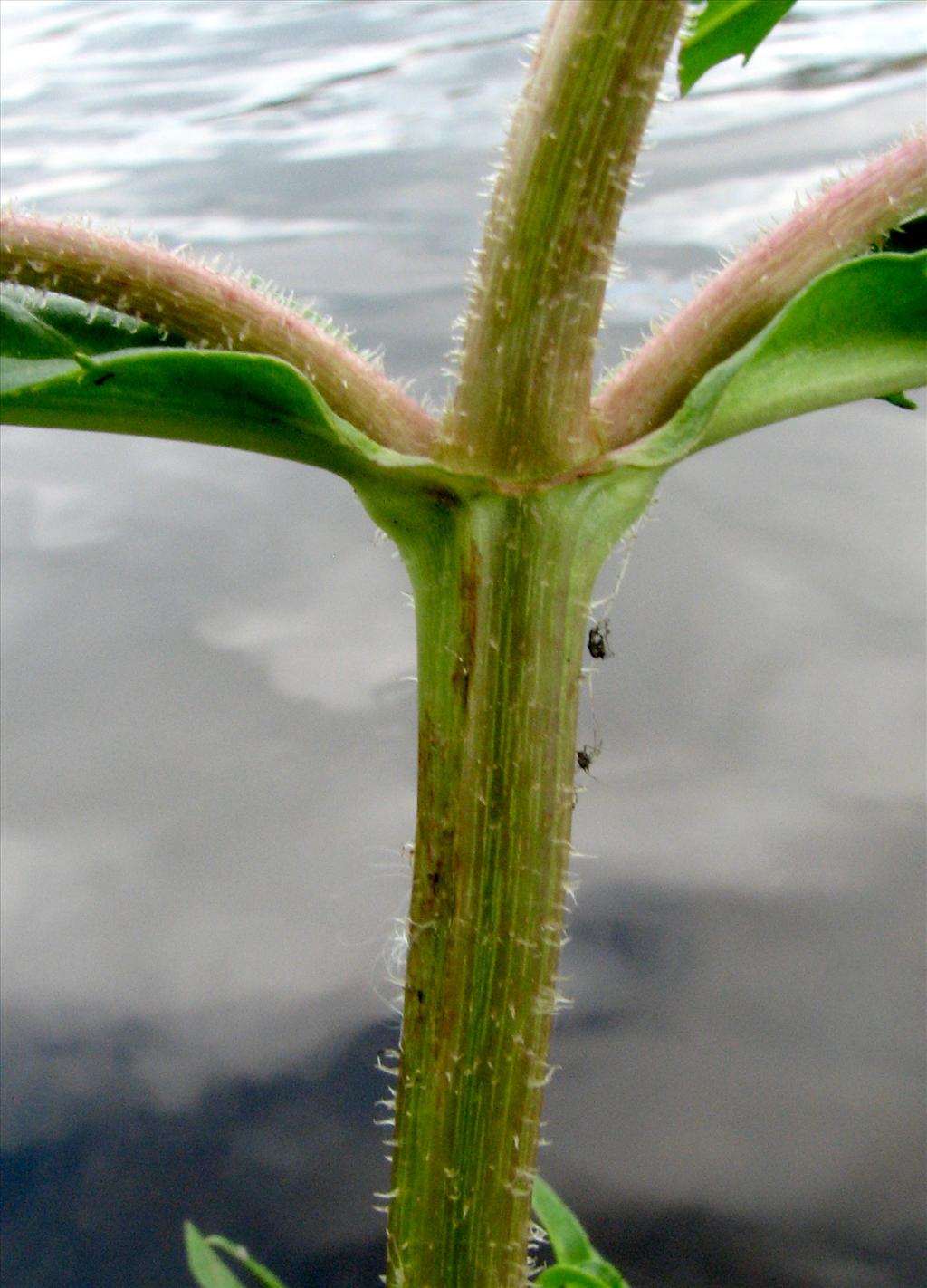 Bidens cernua (door Bert Verbruggen)