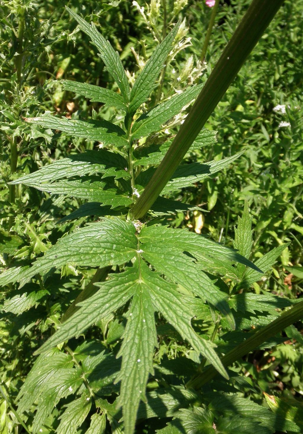 Valeriana officinalis (door Bert Verbruggen)