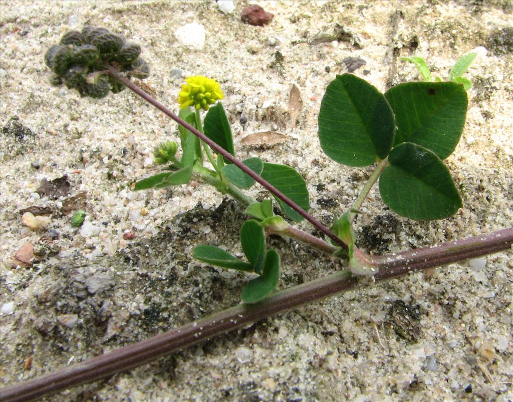 Medicago lupulina (door Bert Verbruggen)