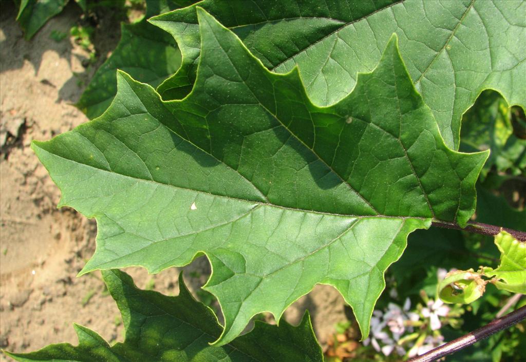 Datura stramonium (door Bert Verbruggen)