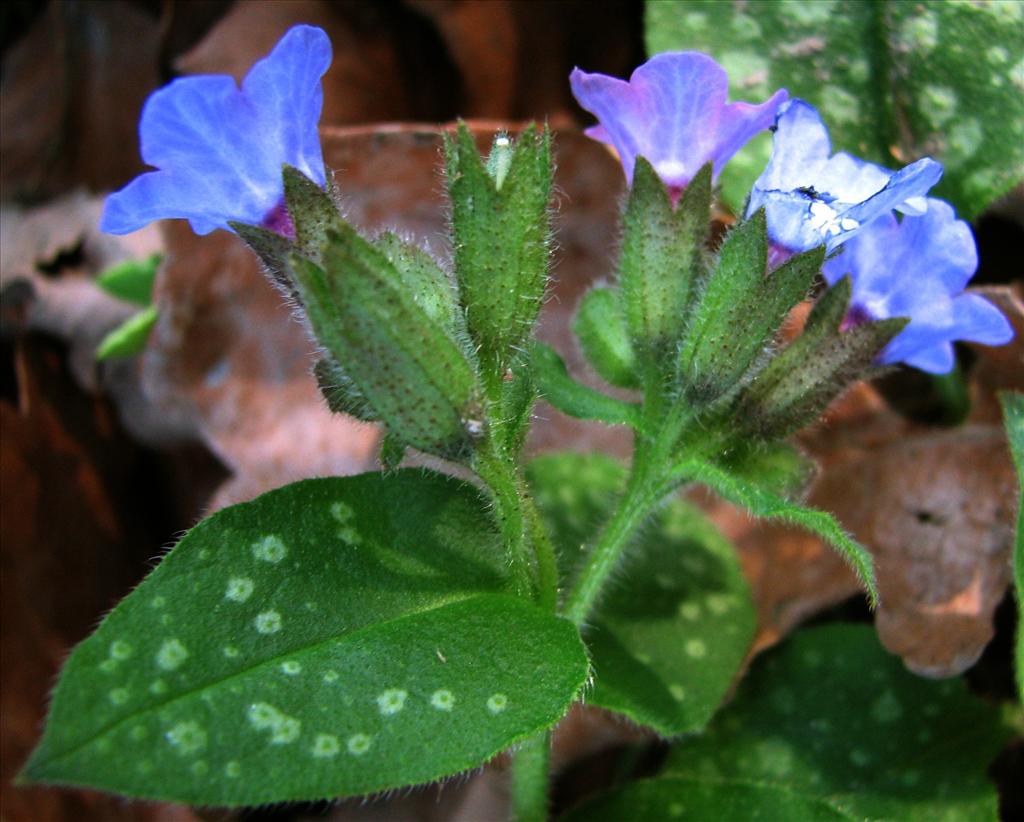 Pulmonaria officinalis (door Bert Verbruggen)