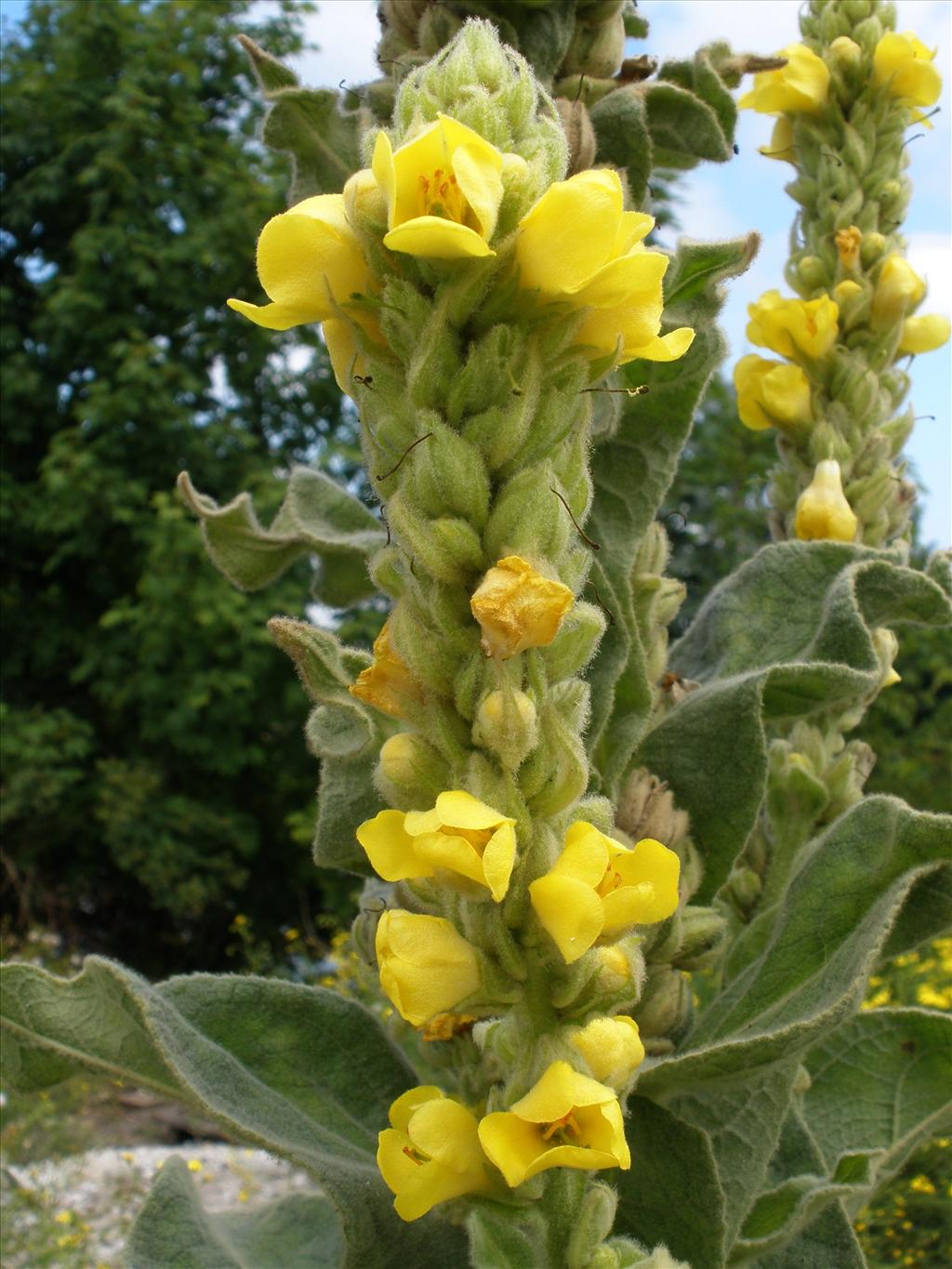 Verbascum thapsus (door Bert Verbruggen)