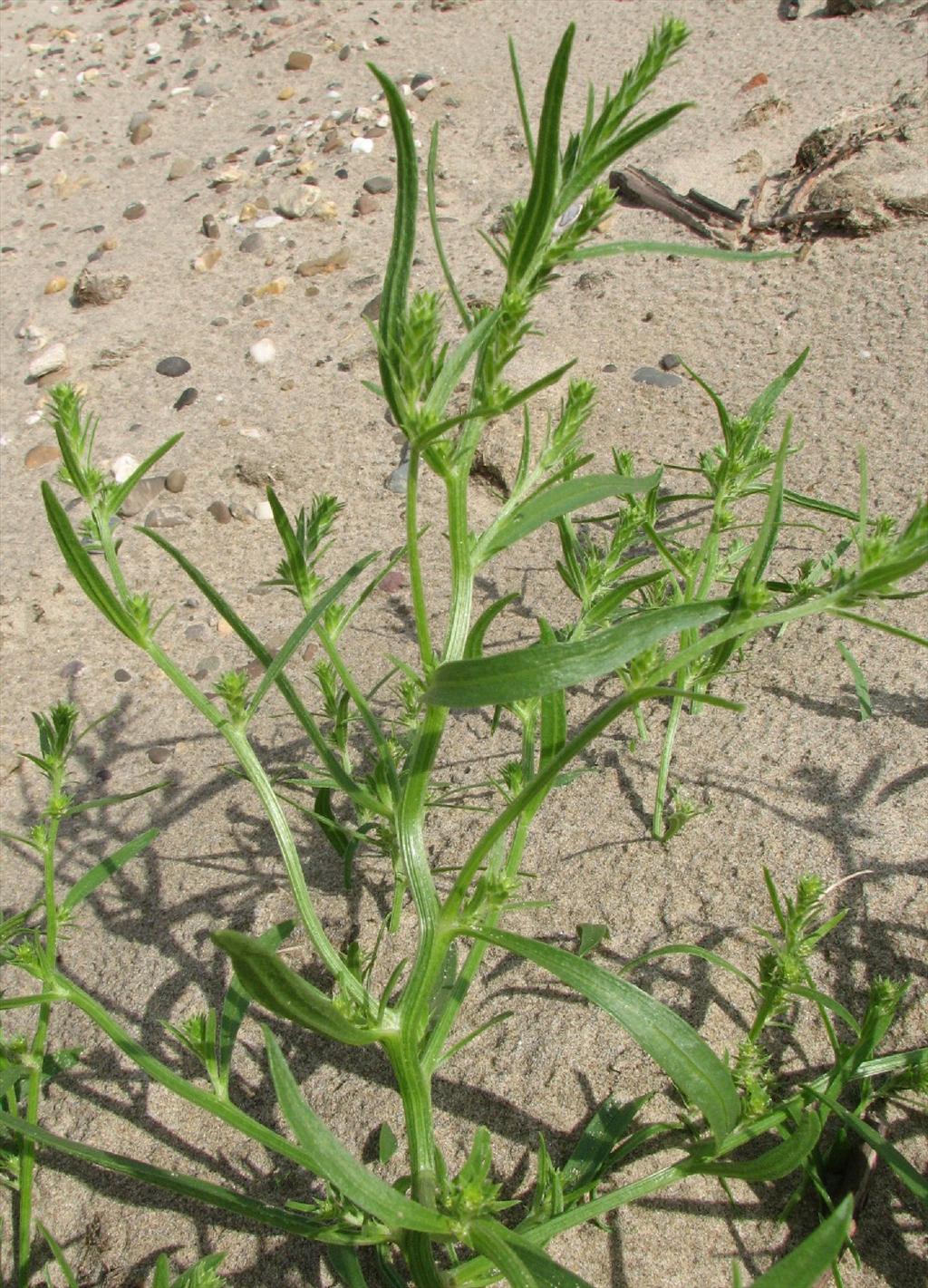 Corispermum pallasii (door Bert Verbruggen)