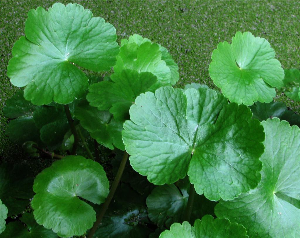 Hydrocotyle ranunculoides (door Bert Verbruggen)