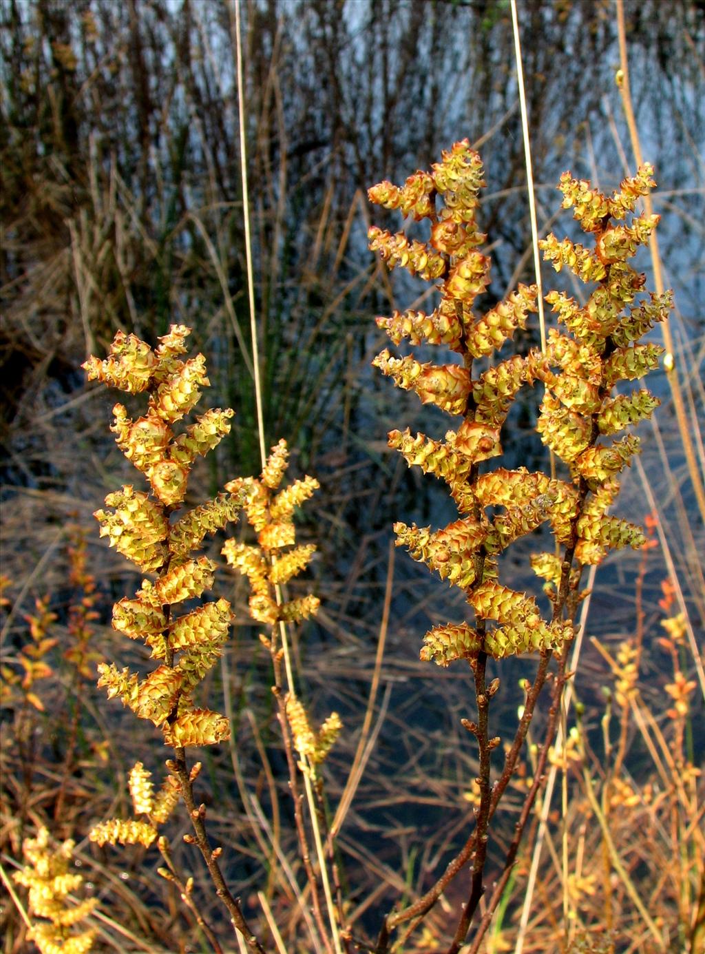 Myrica gale (door Bert Verbruggen)