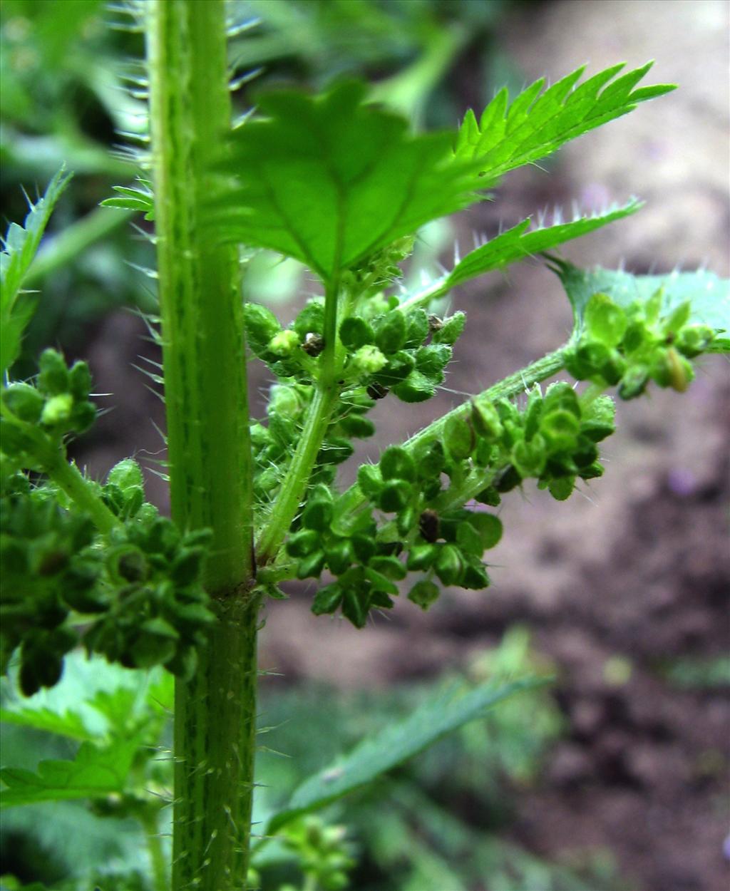 Urtica urens (door Bert Verbruggen)