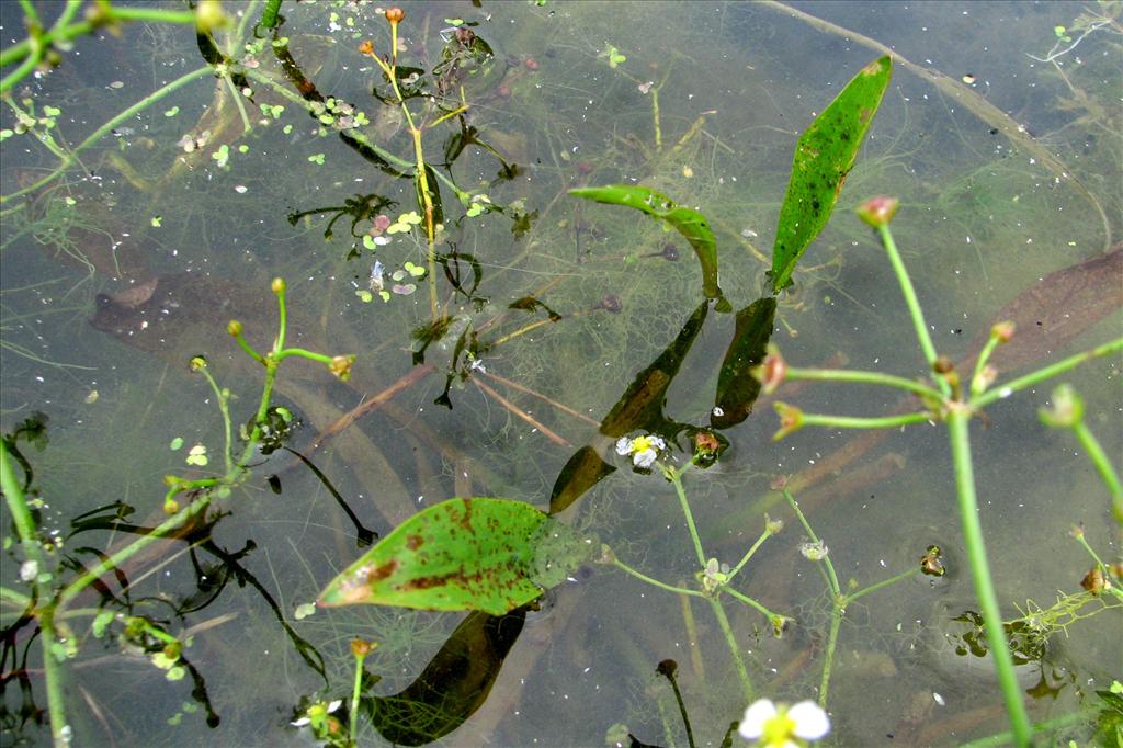 Alisma gramineum (door Bert Verbruggen)