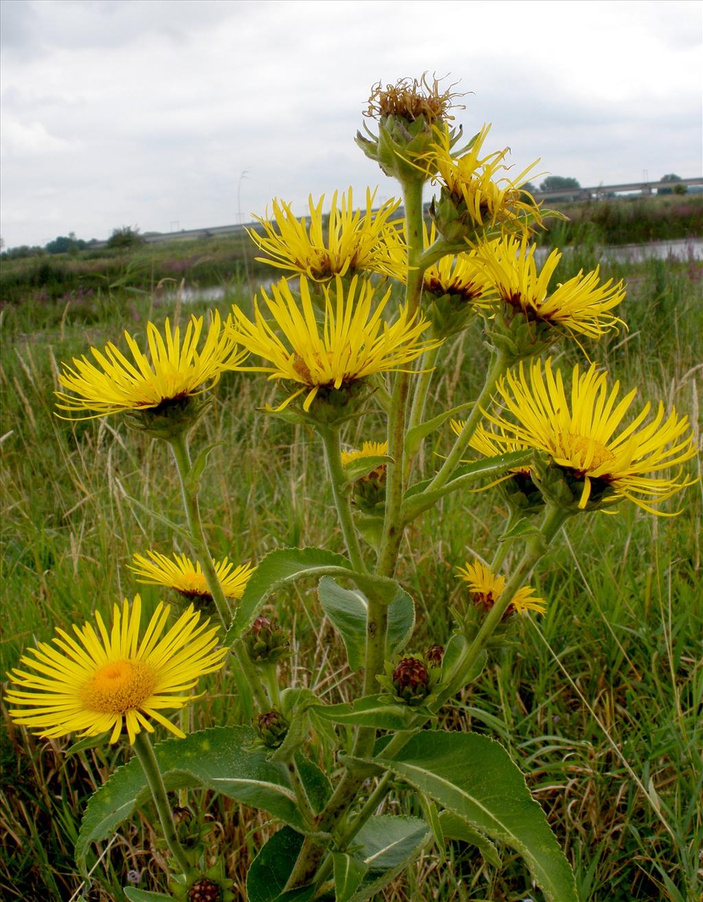 Inula helenium (door Bert Verbruggen)