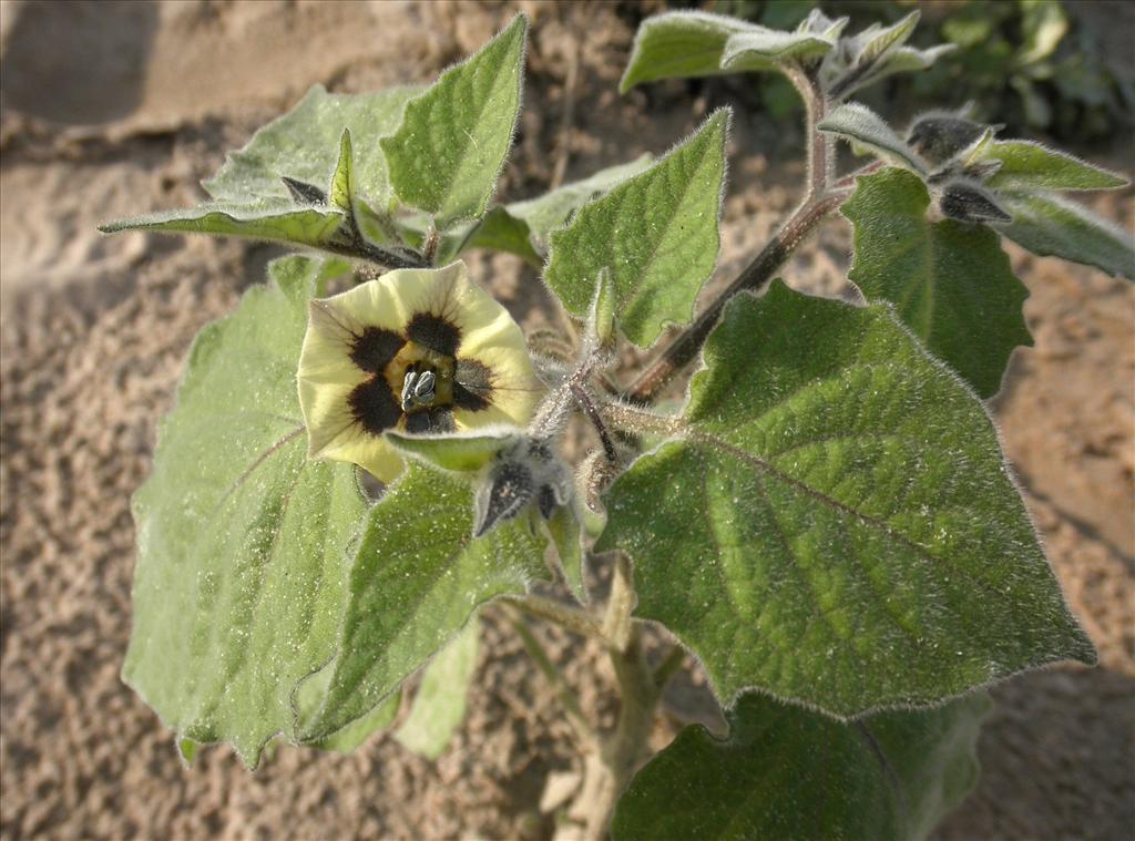 Physalis peruviana (door Bert Verbruggen)