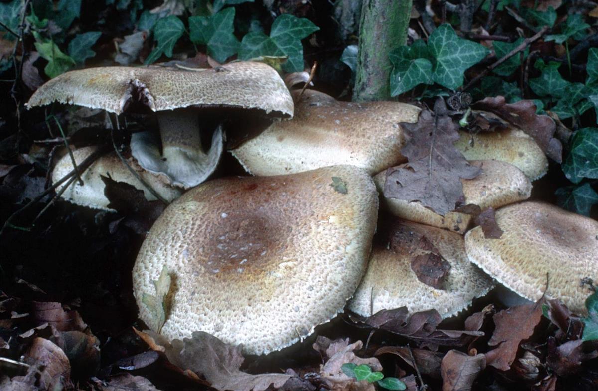 Agaricus augustus (door Grieta Fransen)