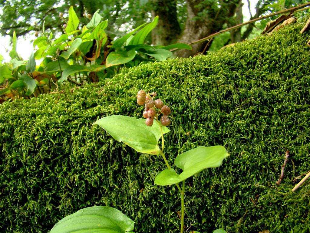 Maianthemum bifolium (door Joop Verburg)