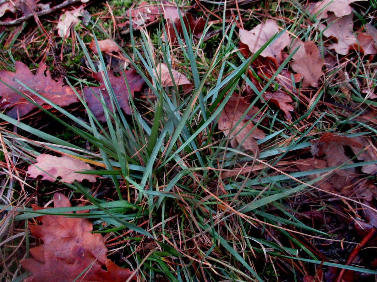 Danthonia decumbens (door Toon Verrijdt)