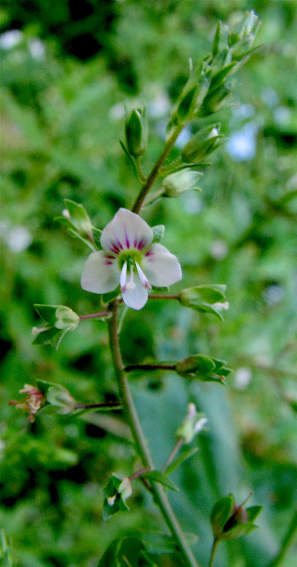 Veronica catenata (door Bert Verbruggen)