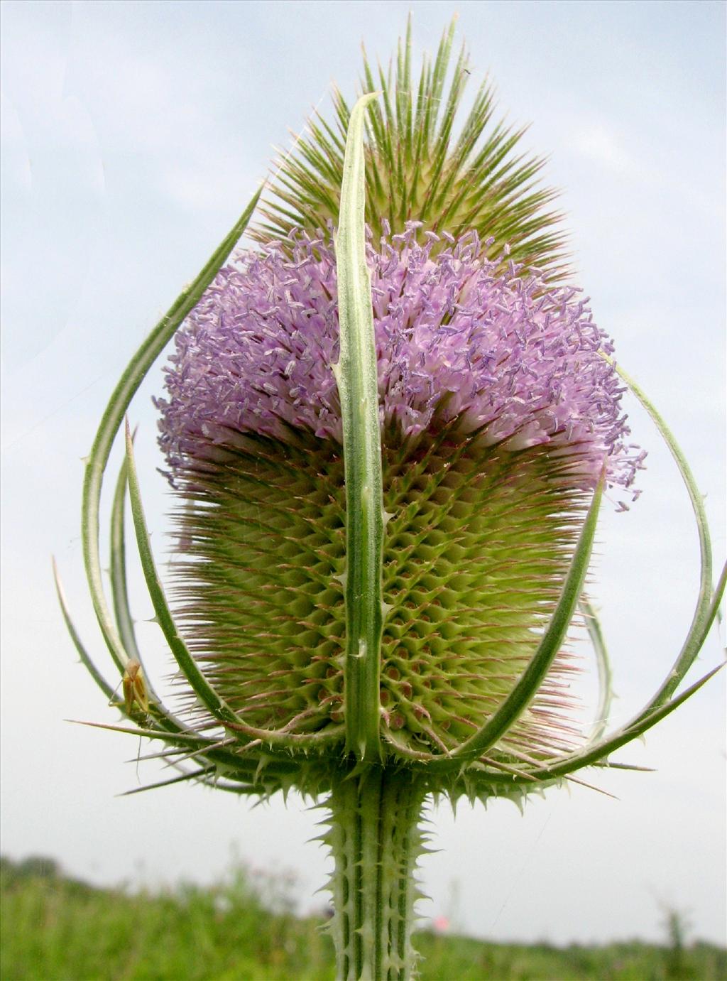 Dipsacus fullonum (door Bert Verbruggen)