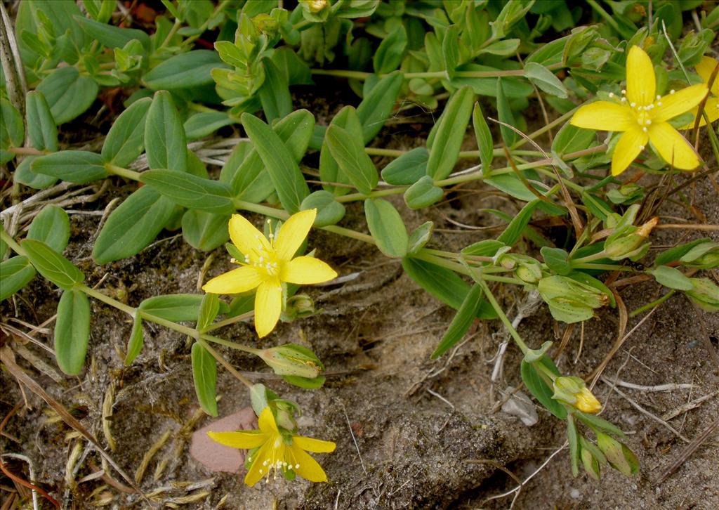 Hypericum humifusum (door Bert Verbruggen)