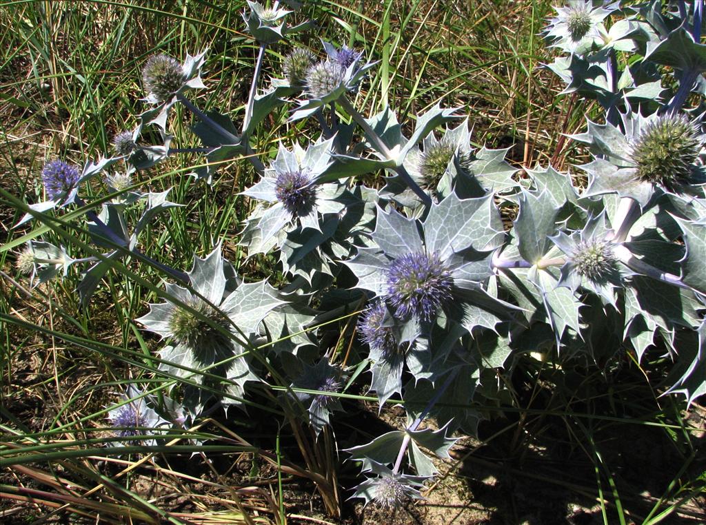 Eryngium maritimum (door Bert Verbruggen)