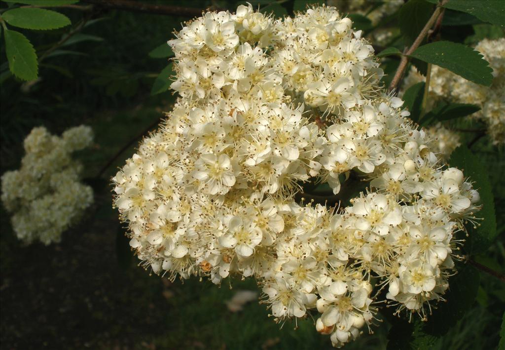 Sorbus aucuparia (door Bert Verbruggen)