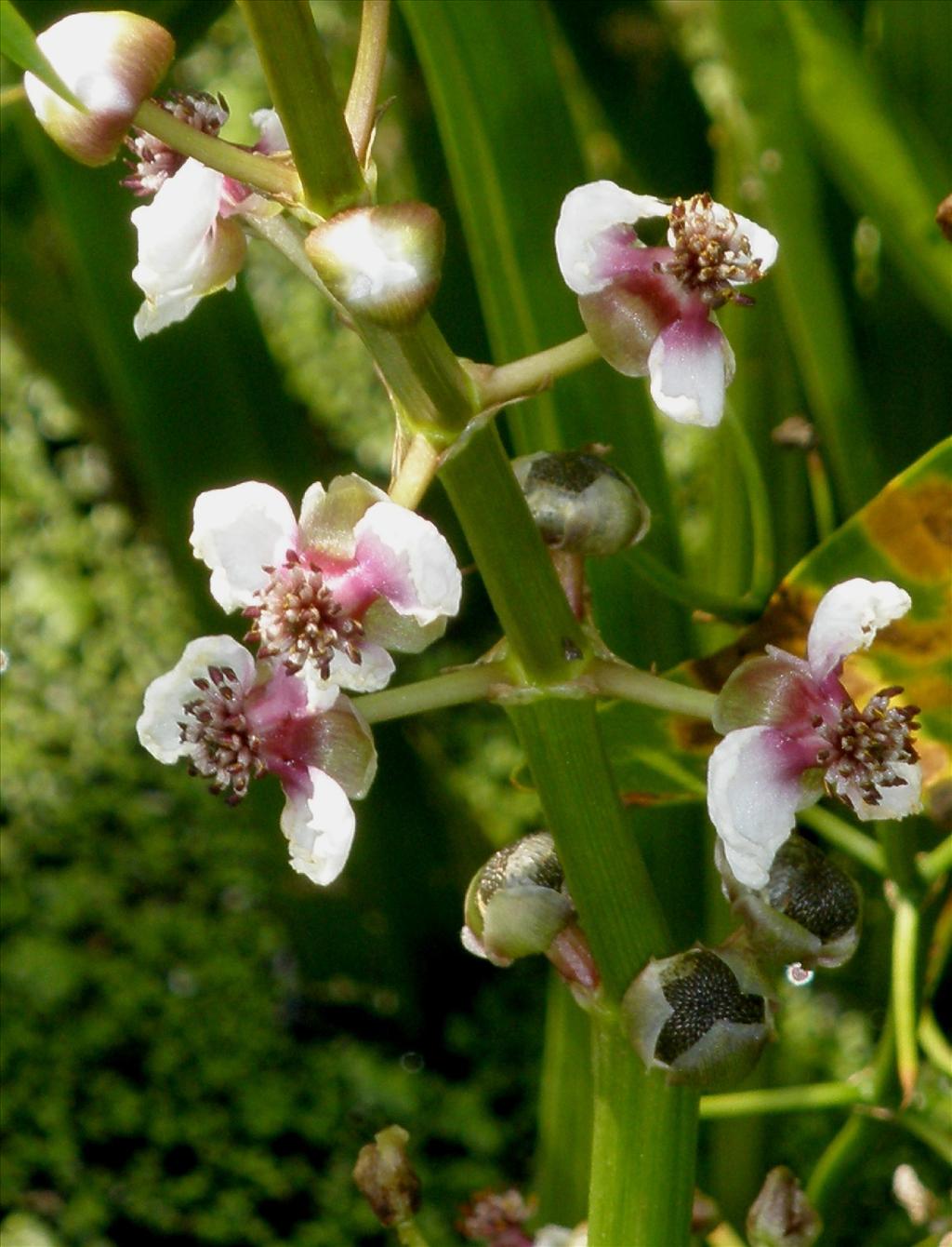 Sagittaria sagittifolia (door Bert Verbruggen)