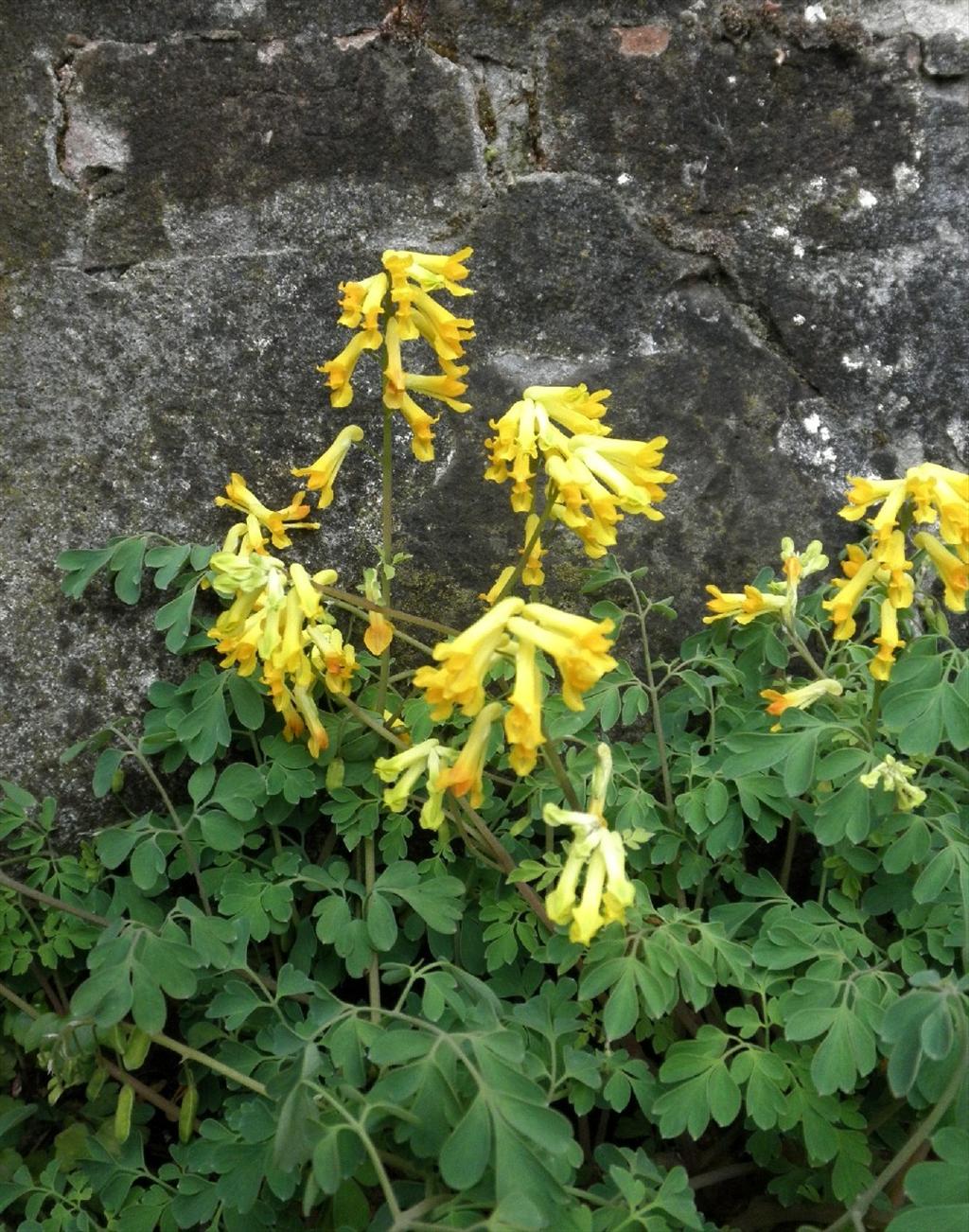 Pseudofumaria lutea (door Bert Verbruggen)