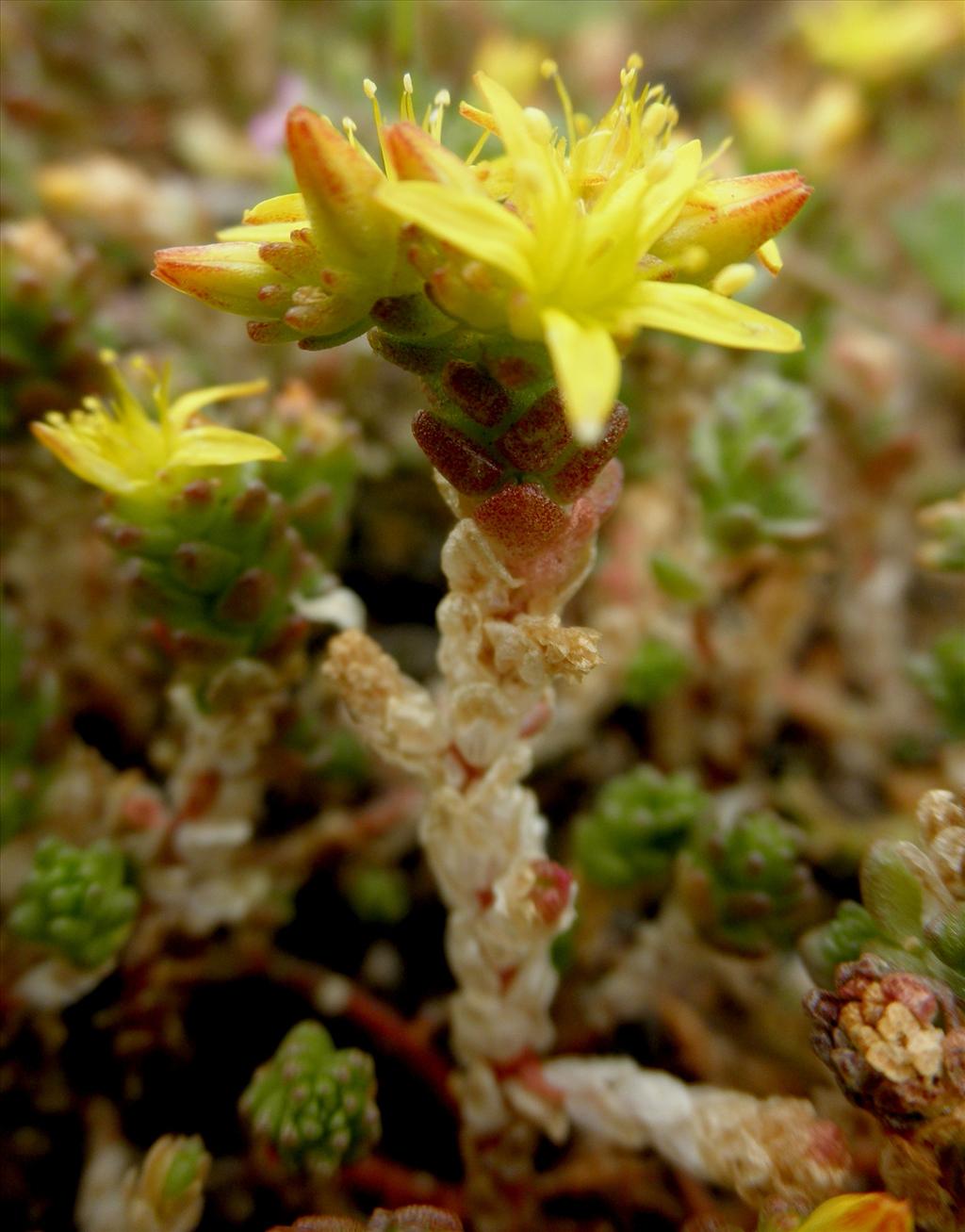 Sedum acre (door Bert Verbruggen)