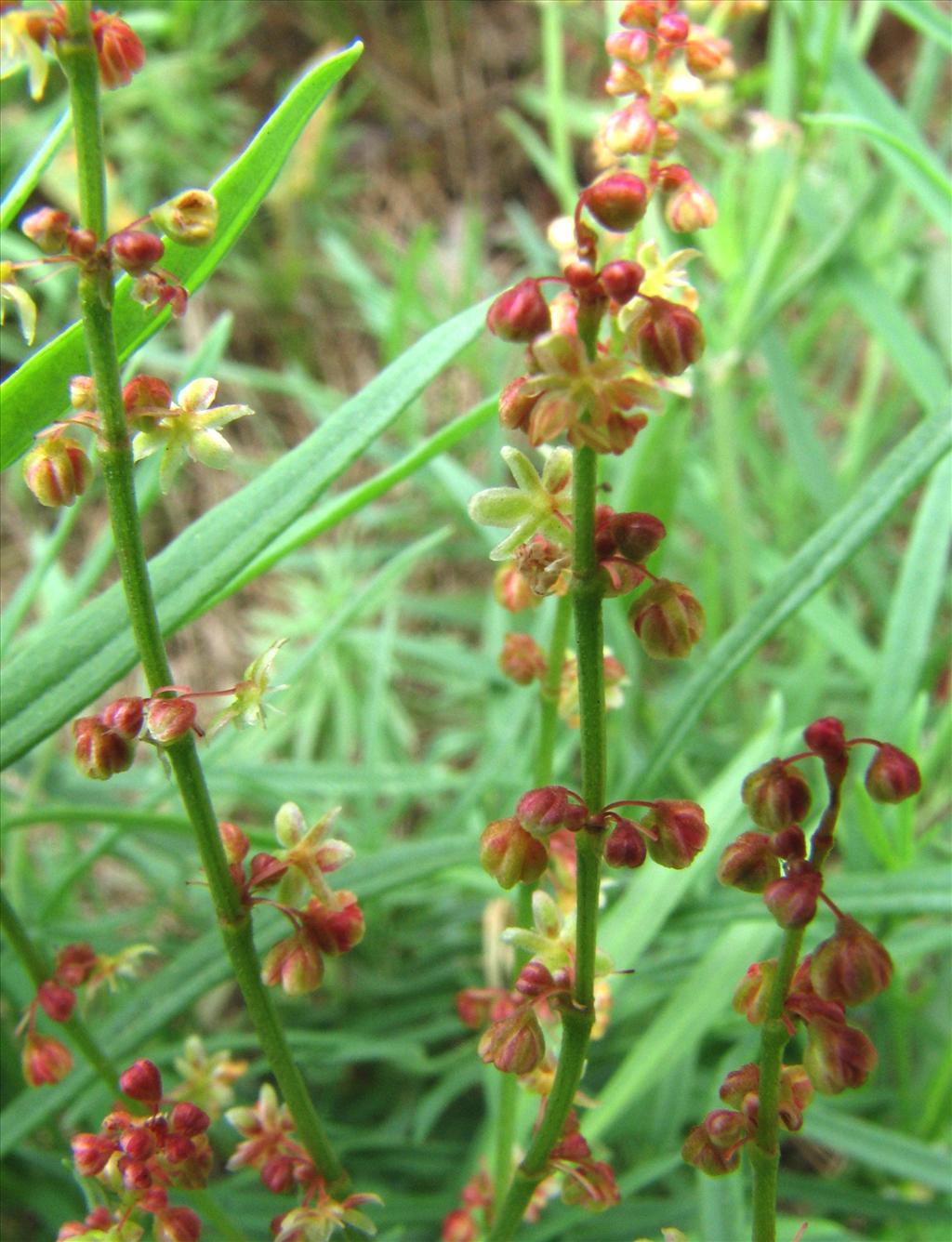 Rumex acetosella (door Bert Verbruggen)