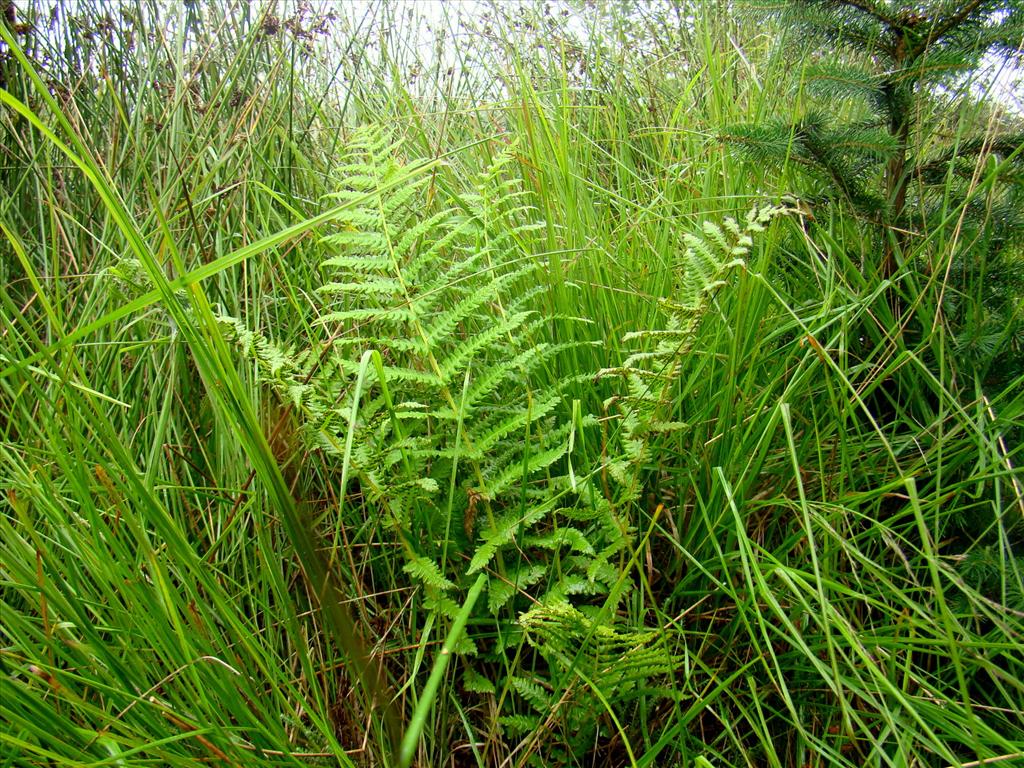 Oreopteris limbosperma (door Joop Verburg)