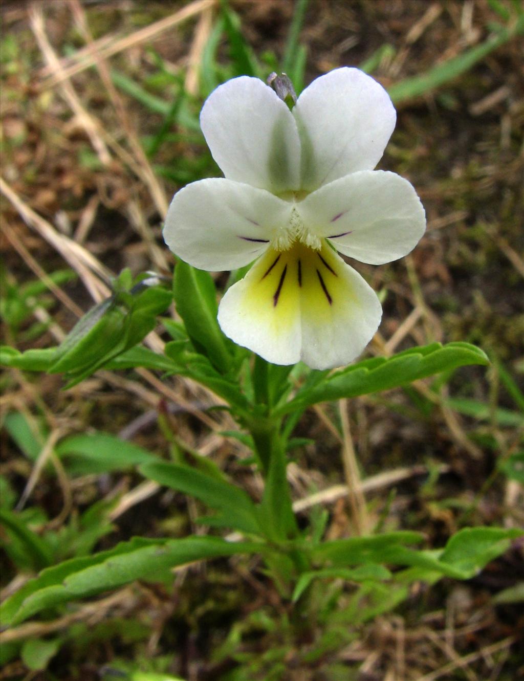 Viola arvensis (door Bert Verbruggen)