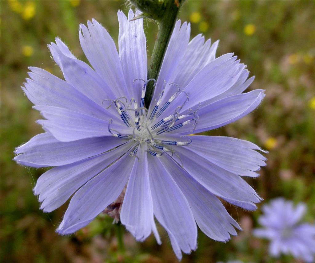 Cichorium intybus (door Bert Verbruggen)