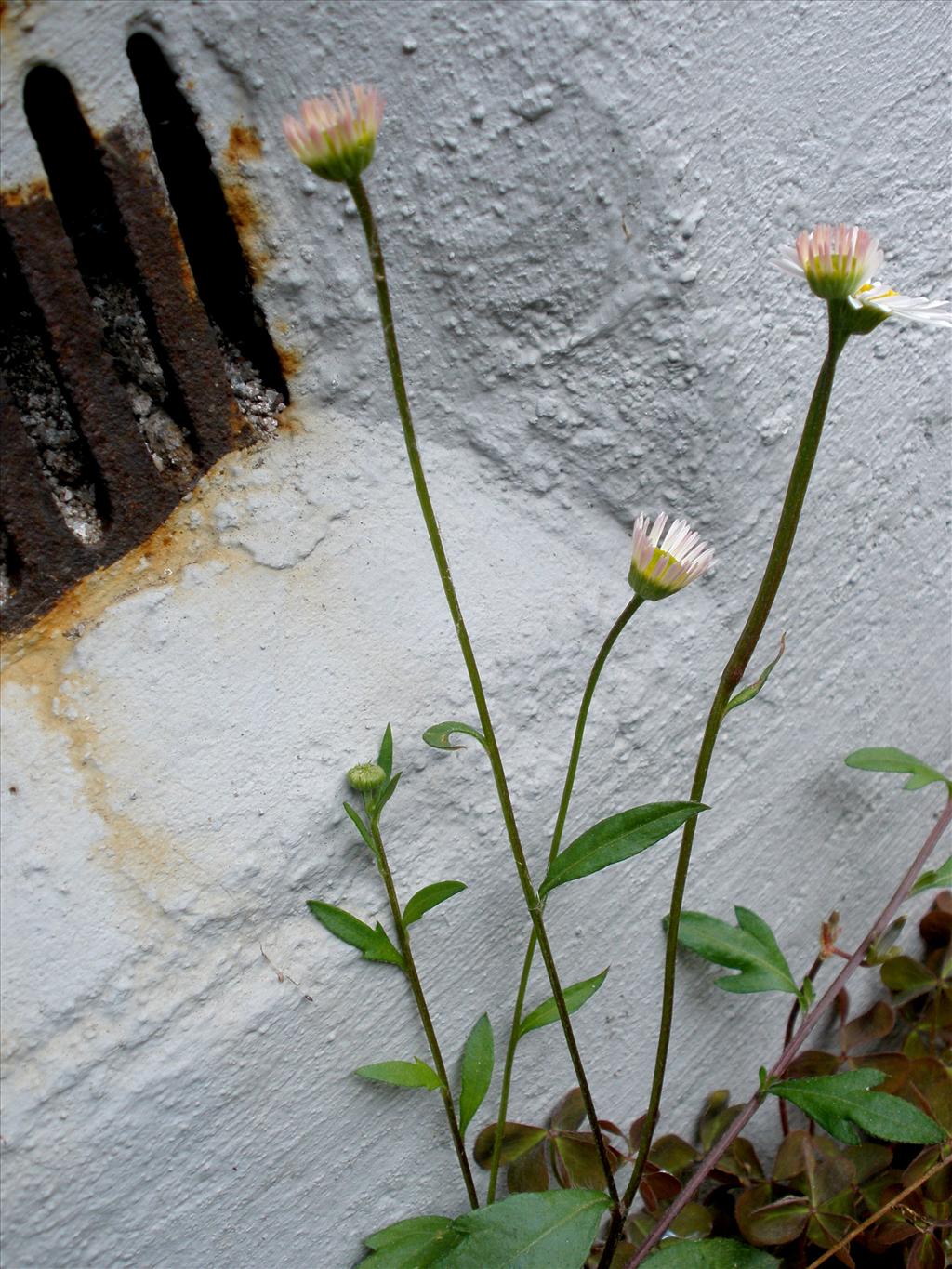 Erigeron karvinskianus (door Bert Verbruggen)