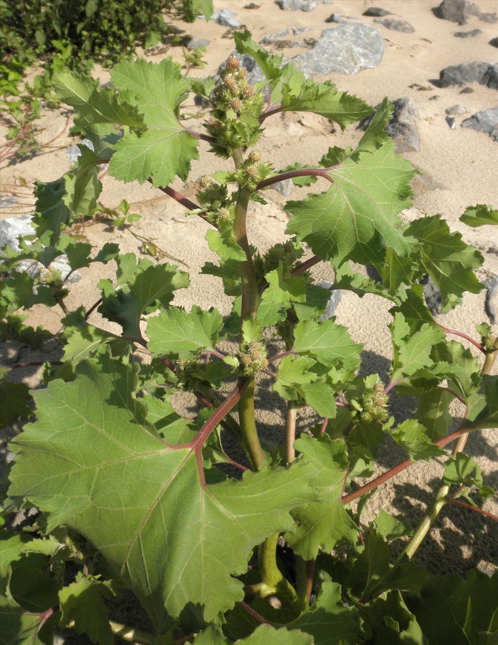 Xanthium orientale/strumarium (door Bert Verbruggen)