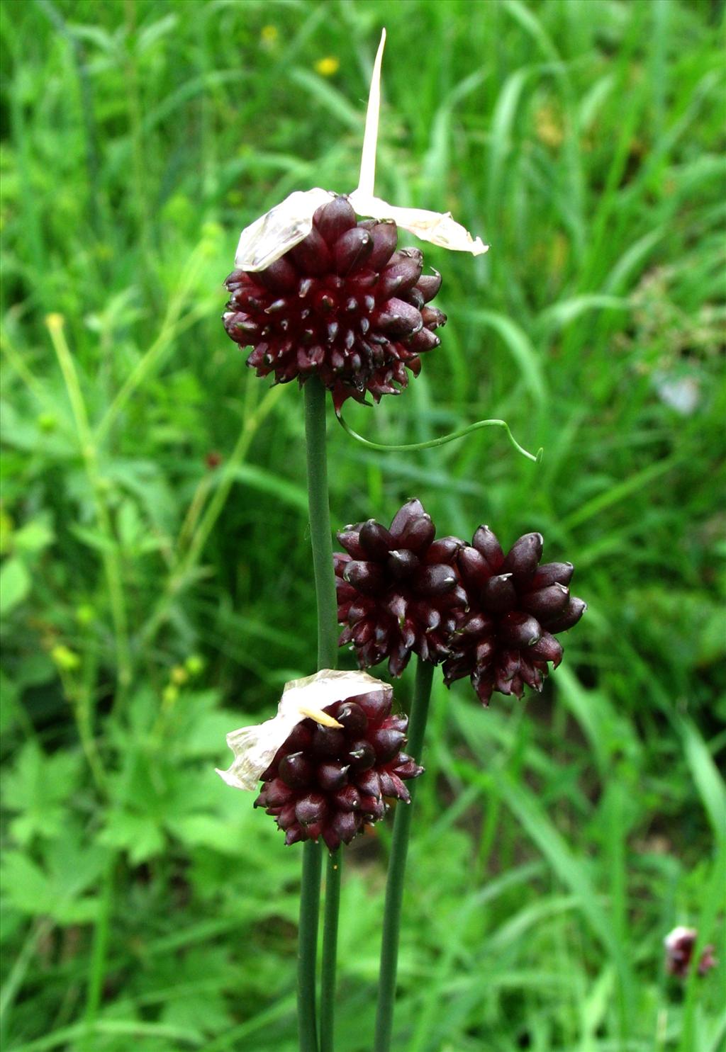 Allium vineale (door Bert Verbruggen)