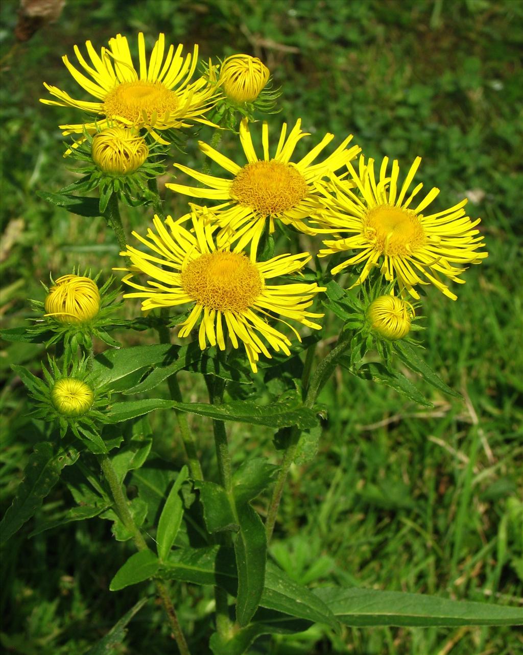 Inula britannica (door Bert Verbruggen)