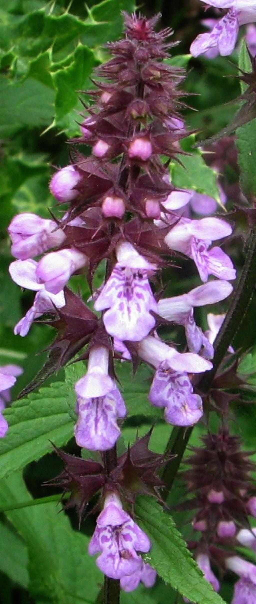 Stachys palustris (door Bert Verbruggen)