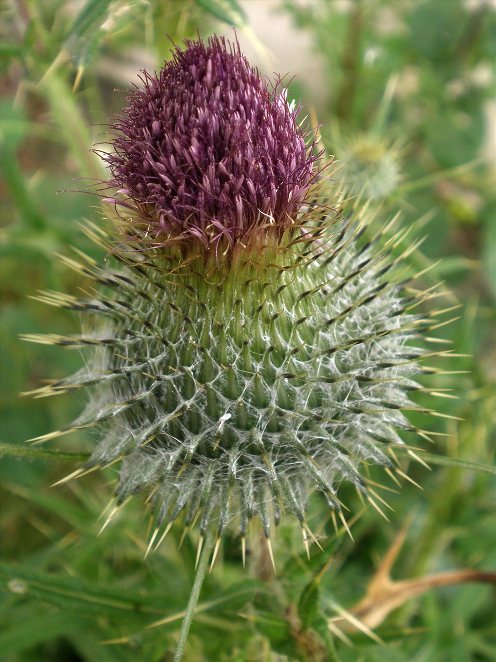 Cirsium vulgare (door Bert Verbruggen)