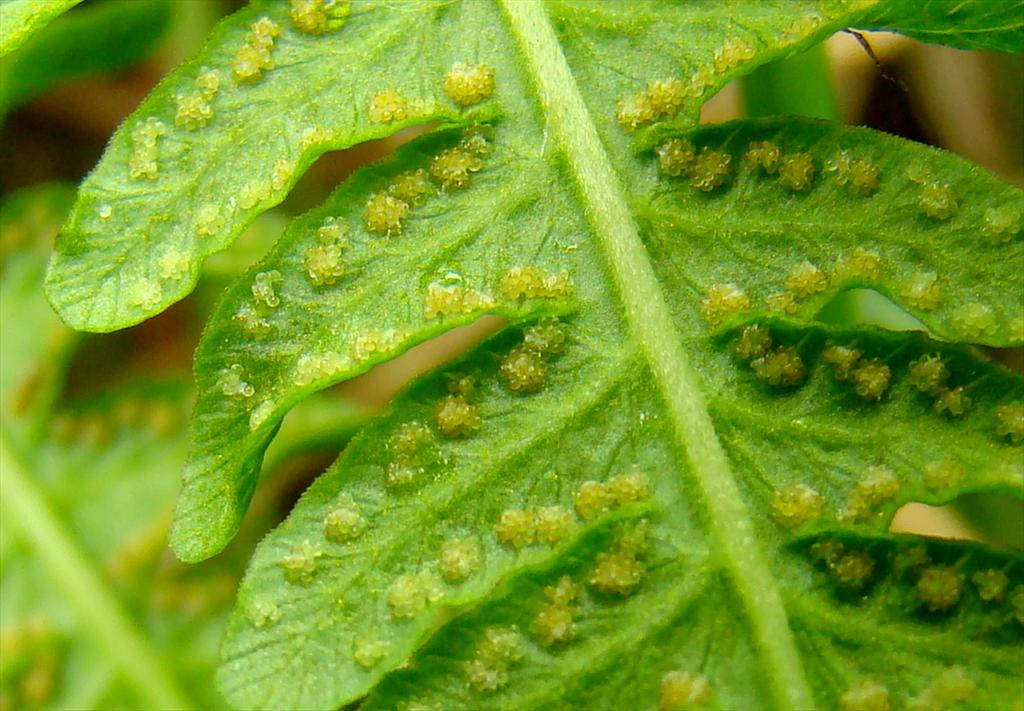 Oreopteris limbosperma (door Joop Verburg)