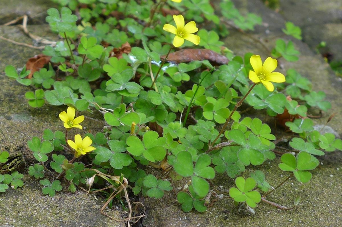 Oxalis exilis (door Jelle van Dijk)