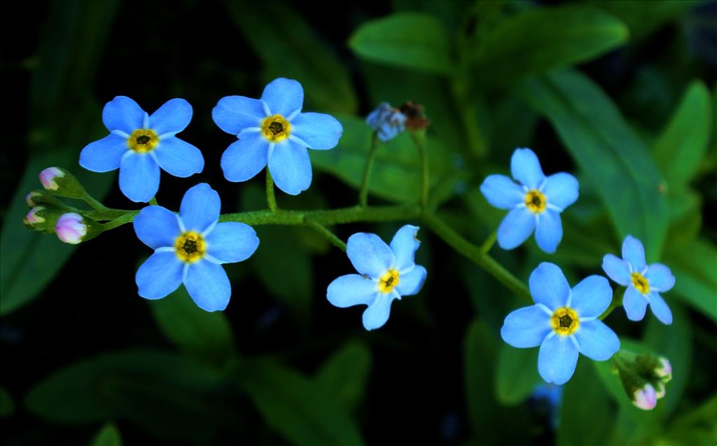 Myosotis scorpioides subsp. scorpioides (door Bert Verbruggen)