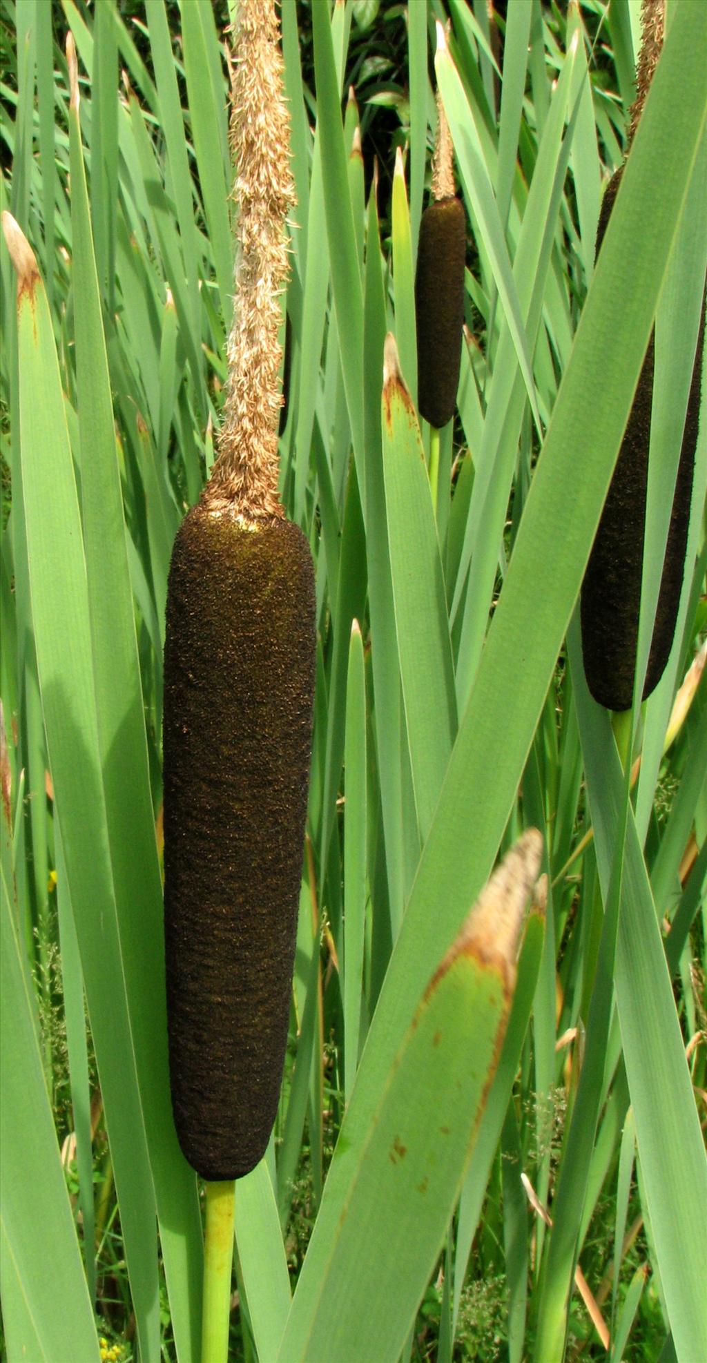 Typha latifolia (door Bert Verbruggen)