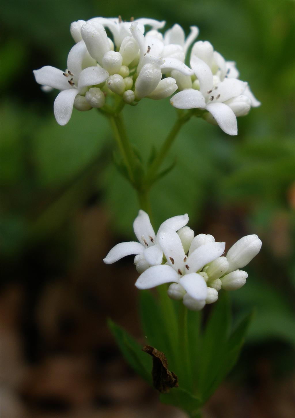 Galium odoratum (door Bert Verbruggen)