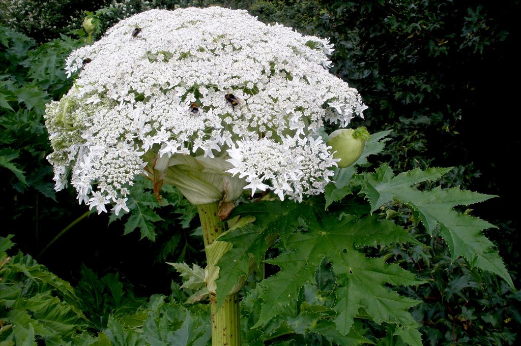 Heracleum mantegazzianum (door Bert Verbruggen)