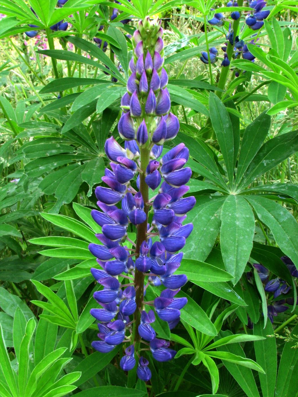 Lupinus polyphyllus (door Bert Verbruggen)