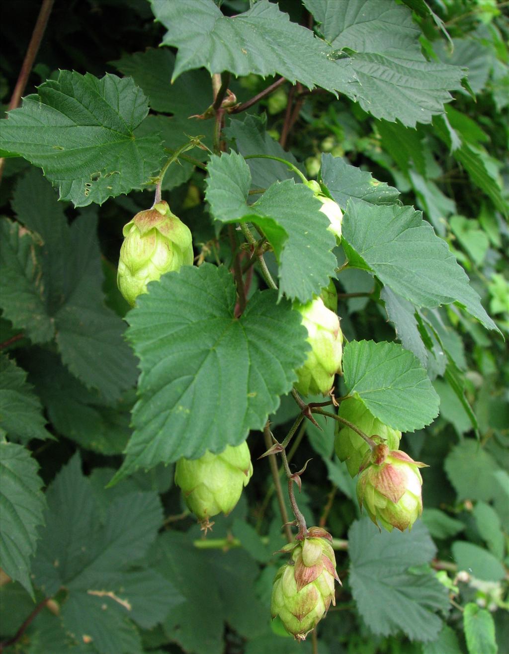 Humulus lupulus (door Bert Verbruggen)