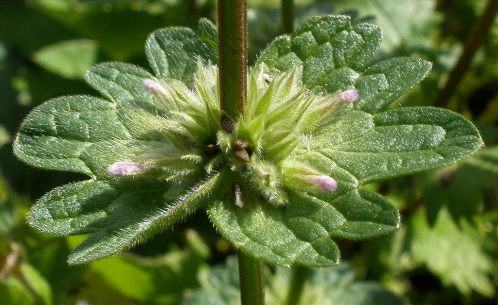 Lamium amplexicaule (door Bert Verbruggen)