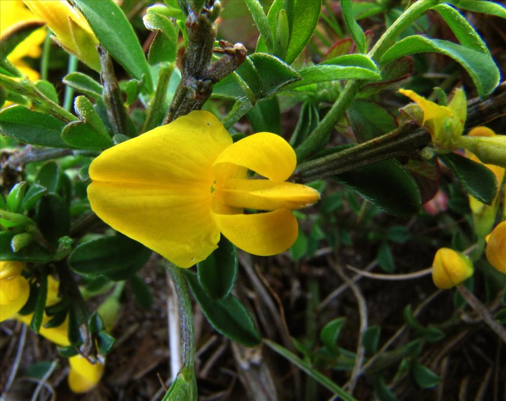 Genista pilosa (door Bert Verbruggen)